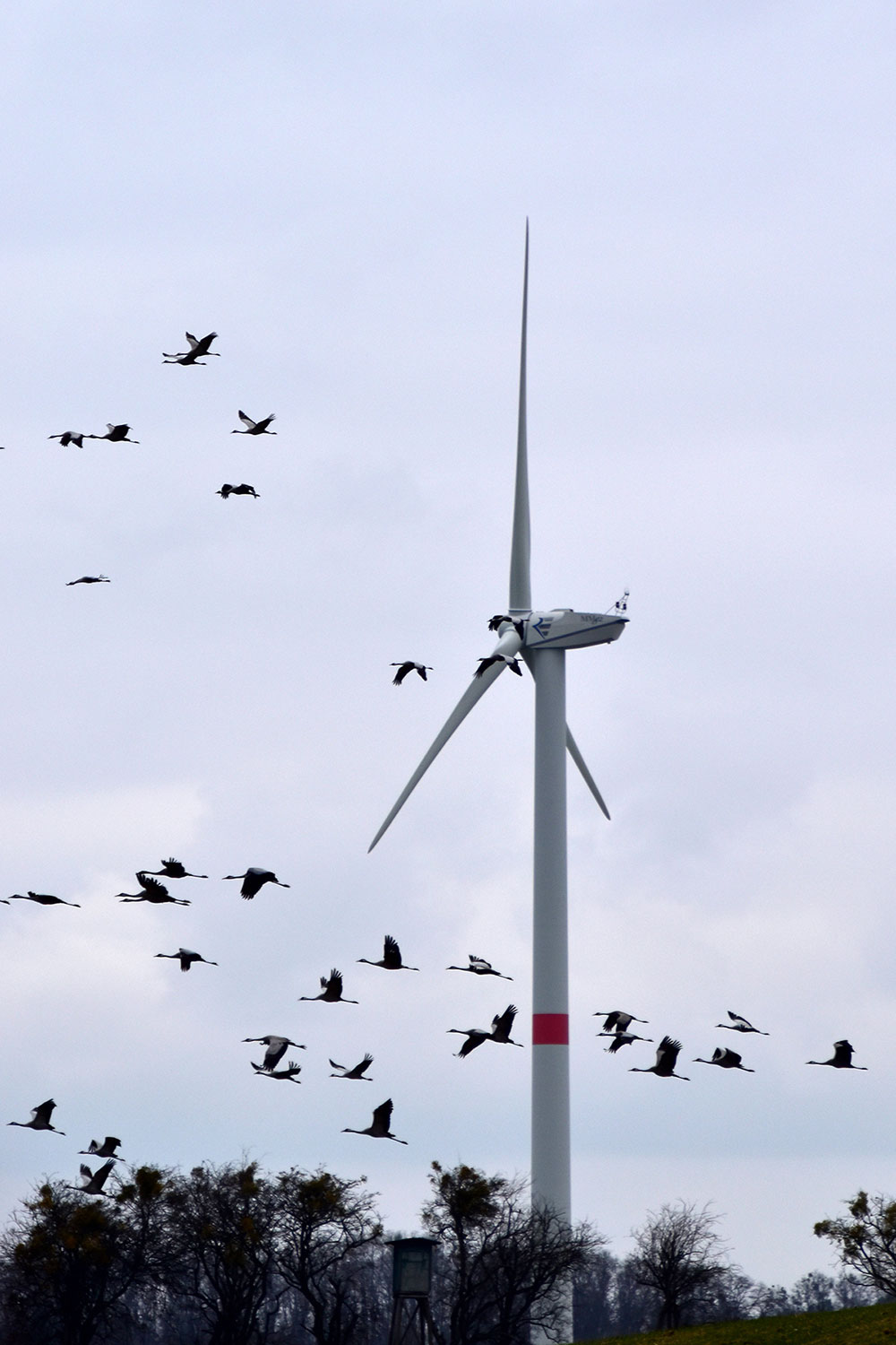 birds wind turbine